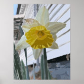 Daffodil Portrait Poster (Vorne)