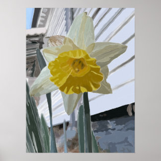 Daffodil Portrait Poster