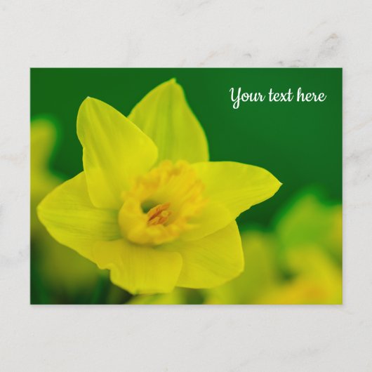 Daffodil Postcard Postkarte (Vorderseite)