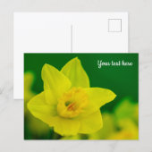 Daffodil Postcard Postkarte (Vorne/Hinten)