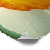 Daffodil Poster (Ecke)