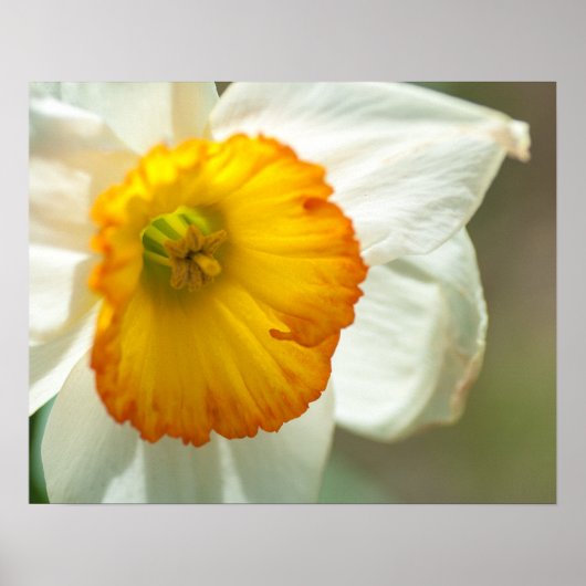 Daffodil Poster (Vorne)