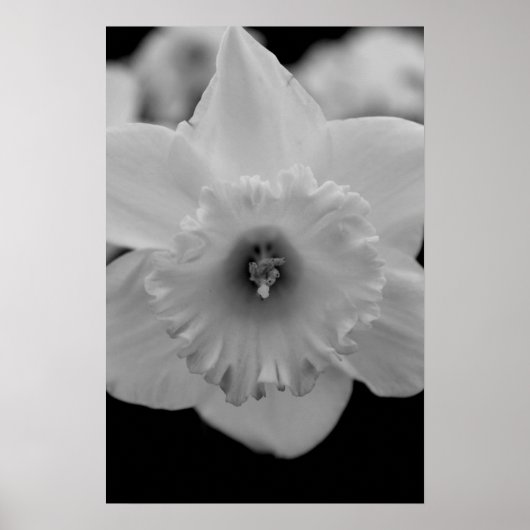 Daffodil Poster (Vorne)