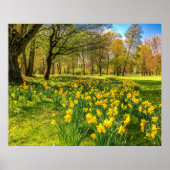 DAFFODIL POSTER (Vorne)