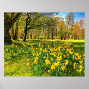 DAFFODIL  POSTER