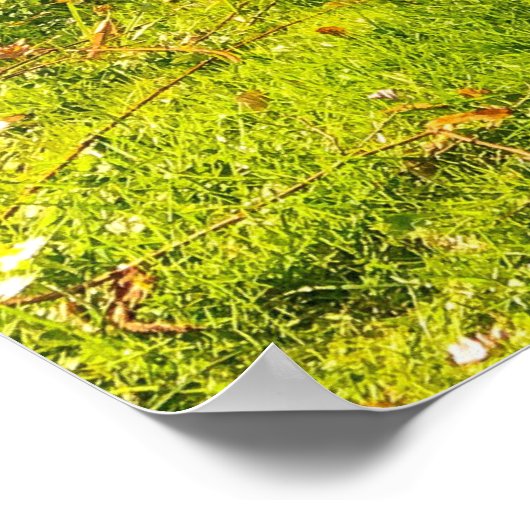 DAFFODIL POSTER (Ecke)