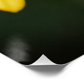 Daffodil Poster (Ecke)