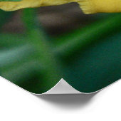 Daffodil Poster (Ecke)