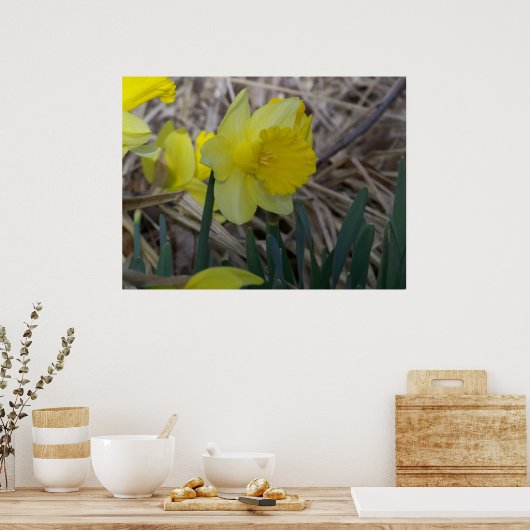 Daffodil Poster (Küche)