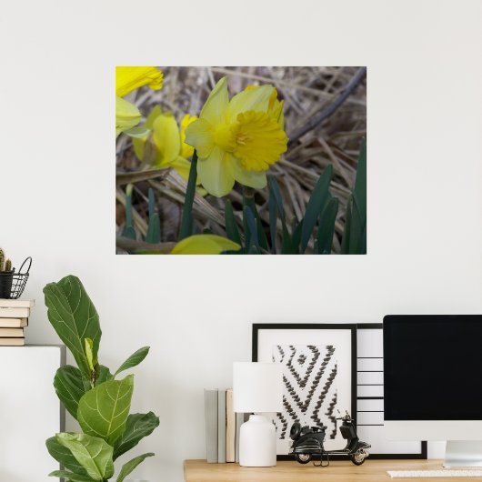 Daffodil Poster (Heimbüro)