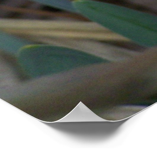 Daffodil Poster (Ecke)