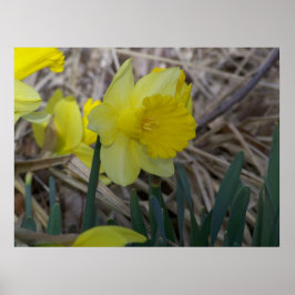 Daffodil Poster