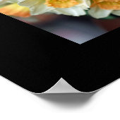Daffodil Poster (Ecke)