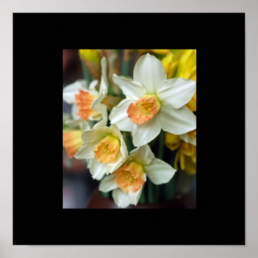 Daffodil Poster (Vorne)