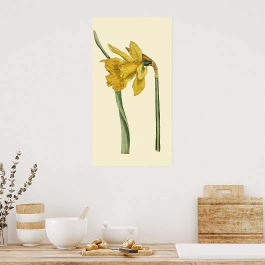 Daffodil Poster (Küche)