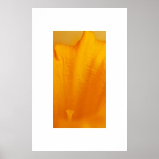 Daffodil Poster (Vorne)