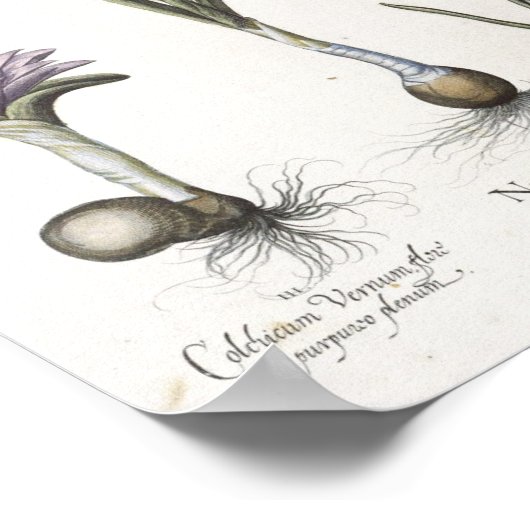 Daffodil Poster (Ecke)