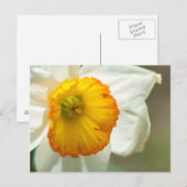 Daffodil Postkarte (Vorne/Hinten)