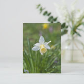 Daffodil Postkarte (Stehend Vorderseite)