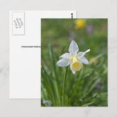 Daffodil Postkarte (Vorne/Hinten)