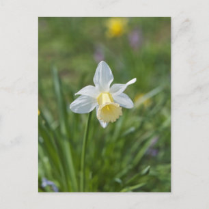 Daffodil Postkarte