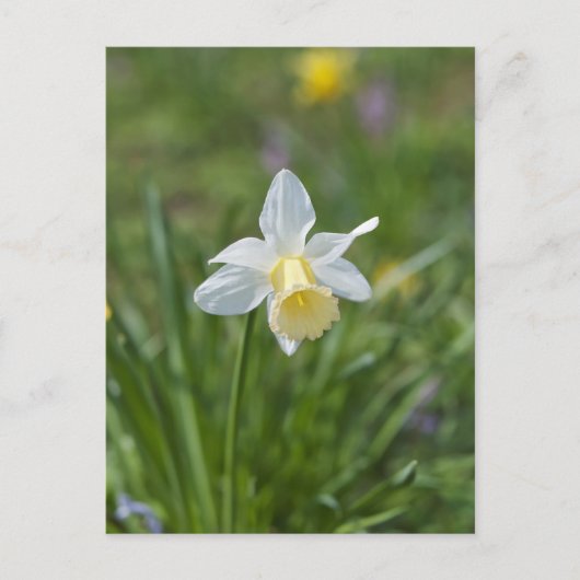 Daffodil Postkarte (Vorderseite)