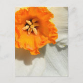 Daffodil Postkarte (Vorderseite)