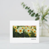 Daffodil Postkarte (Stehend Vorderseite)