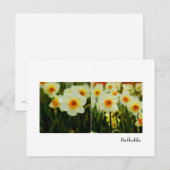 Daffodil Postkarte (Vorne/Hinten)