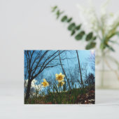 Daffodil Postkarte (Stehend Vorderseite)