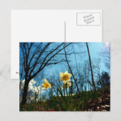 Daffodil Postkarte (Vorne/Hinten)