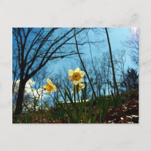 Daffodil Postkarte