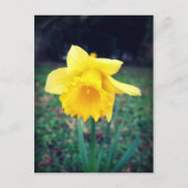 Daffodil Postkarte (Vorderseite)