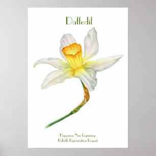 Daffodil Print, Value Poster Paper (Matte)