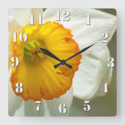 Daffodil Quadratische Wanduhr (Vorderseite)