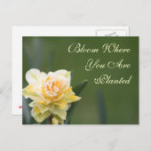 Daffodil Rose Fotografie Postkarte (Vorne/Hinten)
