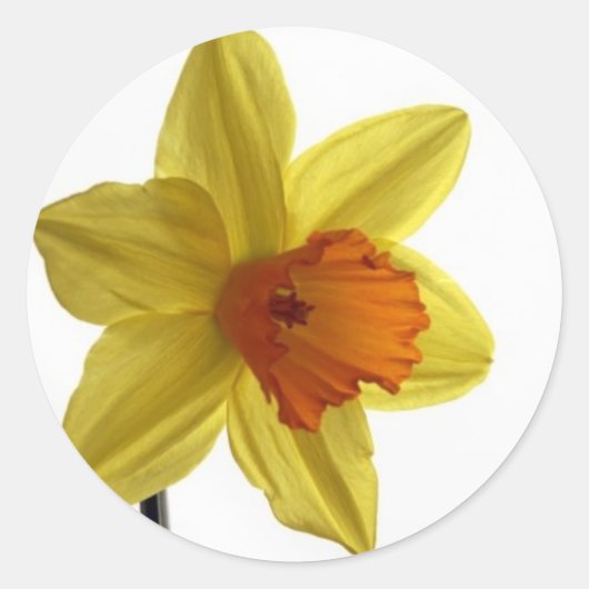Daffodil Runder Aufkleber (Vorderseite)