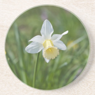 Daffodil Sandstein Untersetzer