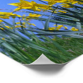 Daffodil Sky Poster (Ecke)