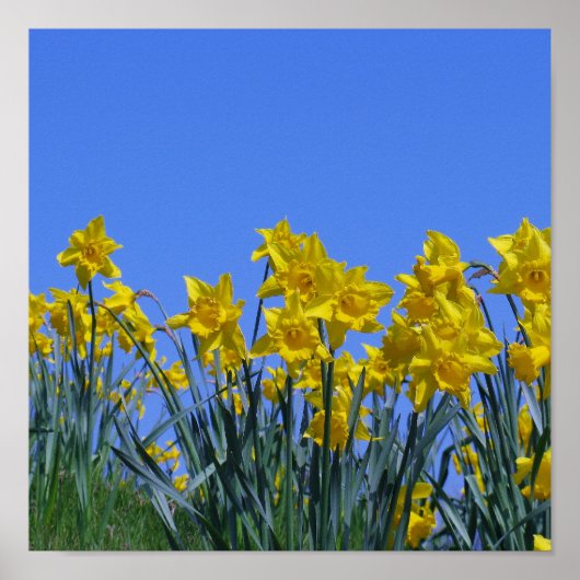 Daffodil Sky Poster (Vorne)