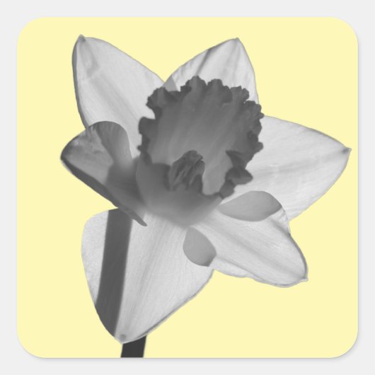 Daffodil Sticker (Vorderseite)