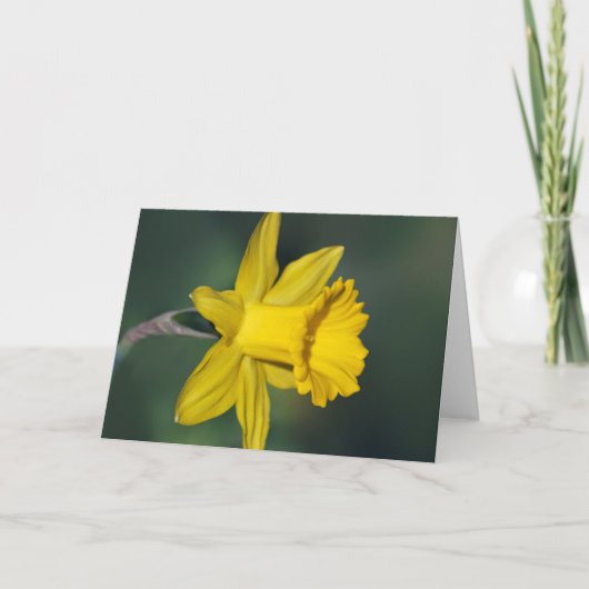 Daffodil und seine Bedeutung Feiertagskarte (Vorderseite)