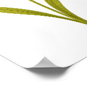 Daffodil — Ungeachtete Liebe, Sonnenschein Poster (Ecke)