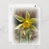 Daffodill Postcard Postkarte (Vorne/Hinten)