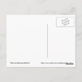 Daffodill Postcard Postkarte (Rückseite)