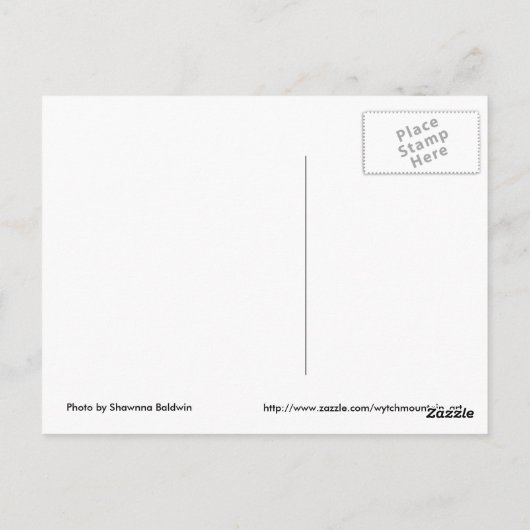 Daffodill Postcard Postkarte (Rückseite)