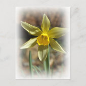 Daffodill Postcard Postkarte (Vorderseite)