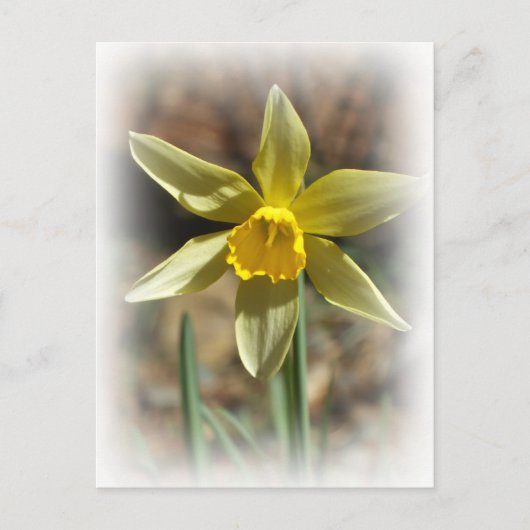 Daffodill Postcard Postkarte (Vorderseite)