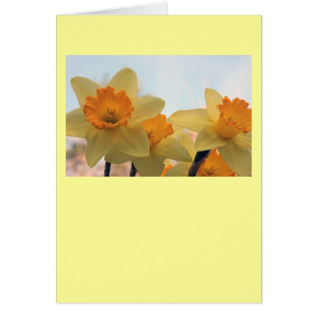 Daffodills (Vorne)