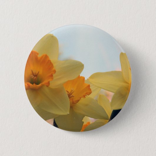 Daffodills Button (Vorderseite)